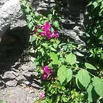 La Flecha